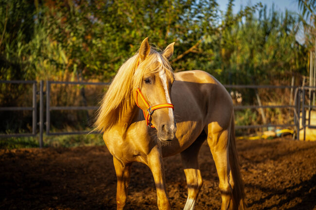 PRE Quimba / pirofrei / Palomino, Post-Your-Horse.com (Caballoria S.L.), Horses For Sale, Rafelguaraf, Image 3
