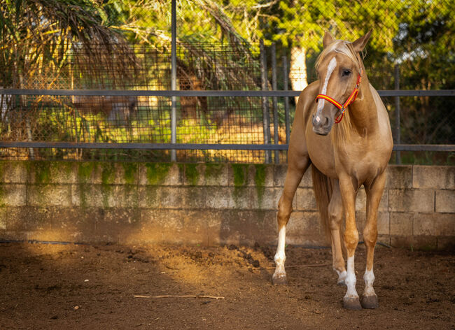 PRE Quimba / pirofrei / Palomino, Post-Your-Horse.com (Caballoria S.L.), Horses For Sale, Rafelguaraf, Image 9