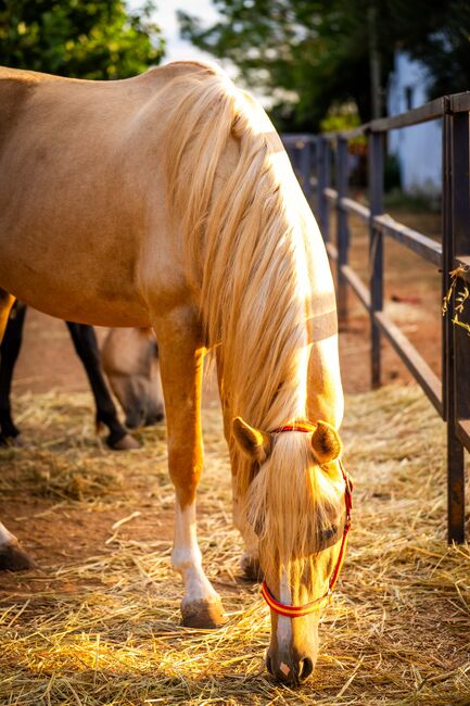 PRE Quimba / pirofrei / Palomino, Post-Your-Horse.com (Caballoria S.L.), Horses For Sale, Rafelguaraf, Image 4