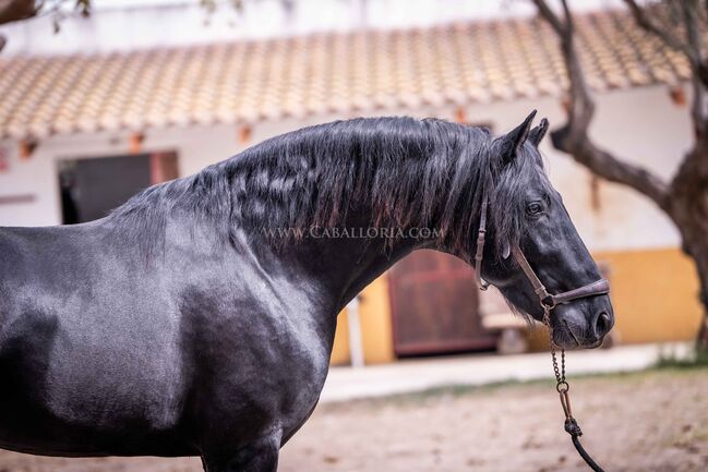 PRE Rappe barock kompakt / full papers, Post-Your-Horse.com (Caballoria S.L.), Horses For Sale, Rafelguaraf