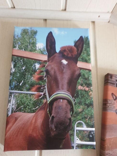 PRE Jährling in Smokey Black, Fam. Rudolph, Horses For Sale, Schönwölkau, Image 6