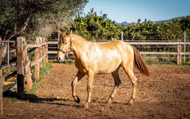 PRE Ruffy isabello / double pearl / full papers, Post-Your-Horse.com (Caballoria S.L.), Horses For Sale, Rafelguaraf, Image 16