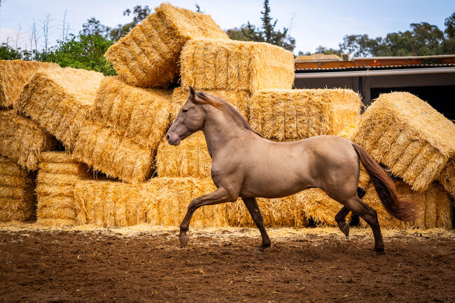 PRE Ruffy isabello / double pearl / full papers, Post-Your-Horse.com (Caballoria S.L.), Horses For Sale, Rafelguaraf, Image 2