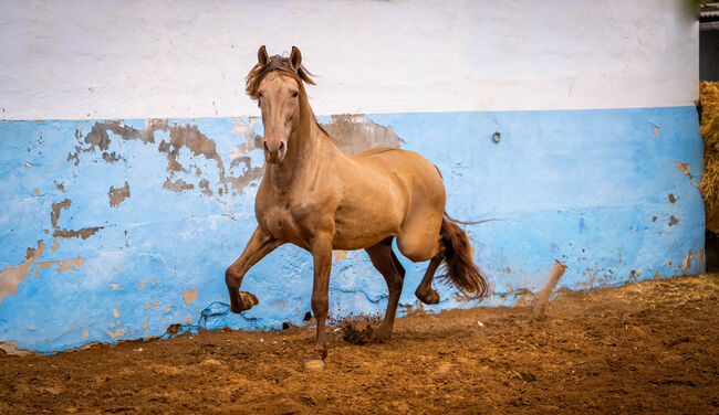 PRE Ruffy isabello / double pearl / full papers, Post-Your-Horse.com (Caballoria S.L.), Horses For Sale, Rafelguaraf, Image 3