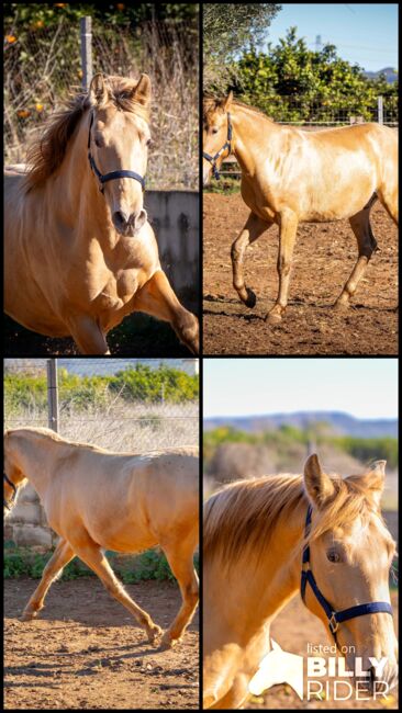 PRE Ruffy isabello / double pearl / full papers, Post-Your-Horse.com (Caballoria S.L.), Horses For Sale, Rafelguaraf, Image 17