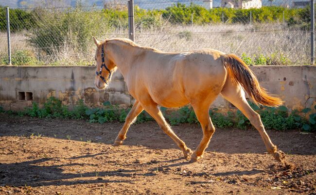 PRE Ruffy isabello / double pearl / full papers, Post-Your-Horse.com (Caballoria S.L.), Pferd kaufen, Rafelguaraf, Abbildung 11