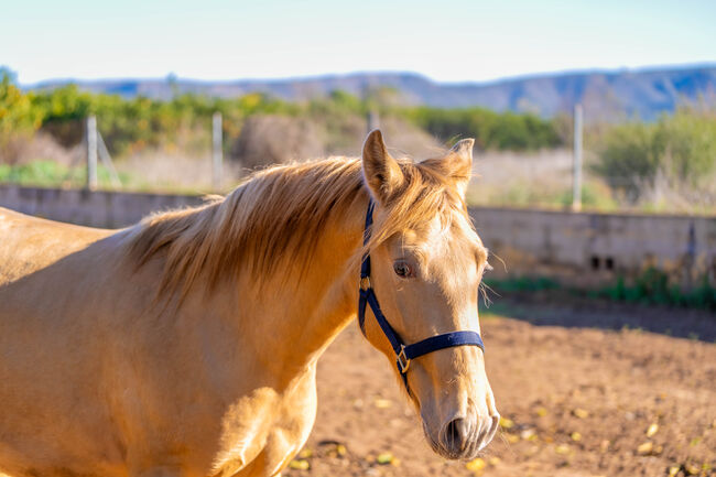 PRE Ruffy isabello / double pearl / full papers, Post-Your-Horse.com (Caballoria S.L.), Pferd kaufen, Rafelguaraf, Abbildung 14