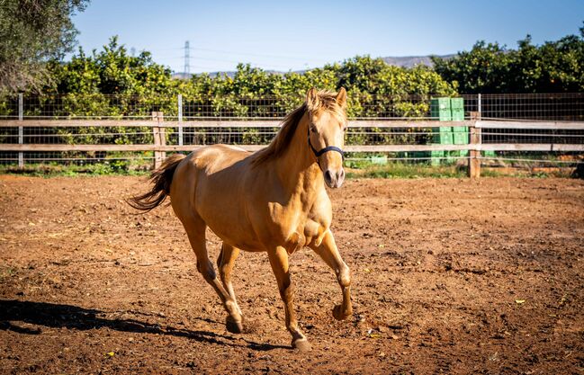 PRE Ruffy isabello / double pearl / full papers, Post-Your-Horse.com (Caballoria S.L.), Pferd kaufen, Rafelguaraf, Abbildung 6