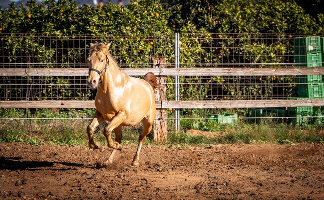 PRE Ruffy isabello / double pearl / full papers, Post-Your-Horse.com (Caballoria S.L.), Pferd kaufen, Rafelguaraf, Abbildung 13