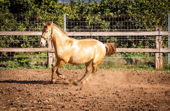 PRE Ruffy isabello / double pearl / full papers, Post-Your-Horse.com (Caballoria S.L.), Pferd kaufen, Rafelguaraf, Abbildung 12