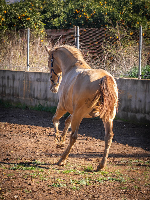 PRE Ruffy isabello / double pearl / full papers, Post-Your-Horse.com (Caballoria S.L.), Pferd kaufen, Rafelguaraf, Abbildung 10