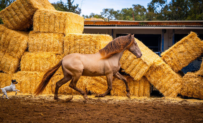 PRE Ruffy isabello / double pearl / full papers, Post-Your-Horse.com (Caballoria S.L.), Pferd kaufen, Rafelguaraf, Abbildung 4