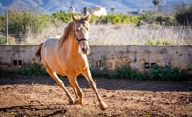 PRE Ruffy isabello / double pearl / full papers, Post-Your-Horse.com (Caballoria S.L.), Pferd kaufen, Rafelguaraf, Abbildung 7