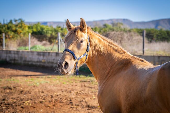 PRE Ruffy isabello / double pearl / full papers, Post-Your-Horse.com (Caballoria S.L.), Pferd kaufen, Rafelguaraf, Abbildung 5