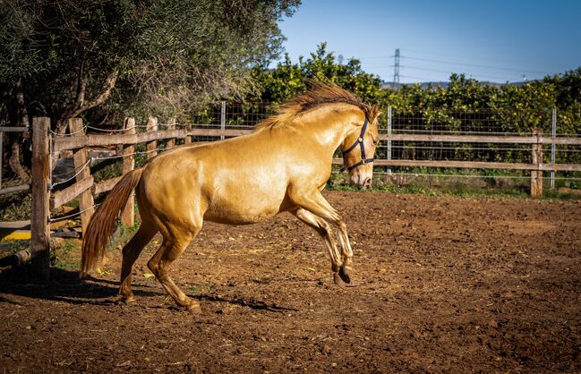 PRE Ruffy isabello / double pearl / full papers, Post-Your-Horse.com (Caballoria S.L.), Horses For Sale, Rafelguaraf, Image 15