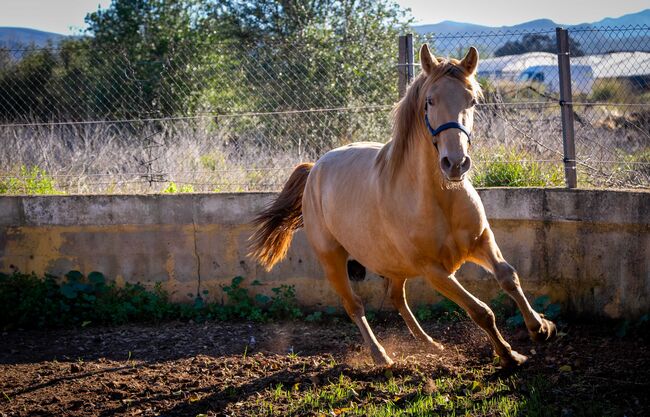 PRE Ruffy isabello / double pearl / full papers, Post-Your-Horse.com (Caballoria S.L.), Konie na sprzedaż, Rafelguaraf, Image 9