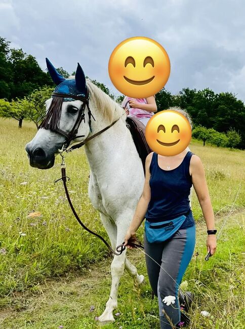 PRE Wallach, Steffi, Horses For Sale, Steinthaleben