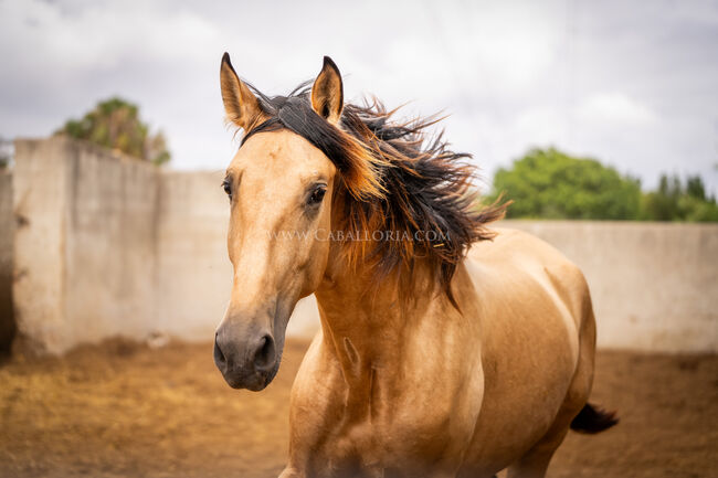 PRE sanfter Riese / Full Papers, Post-Your-Horse.com (Caballoria S.L.), Konie na sprzedaż, Rafelguaraf