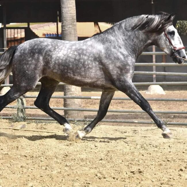 PRE Schimmel Allrounder cooler Charakter mit Röntgen / Angeritten, Post-Your-Horse.com (Caballoria S.L.), Horses For Sale, Rafelguaraf, Image 8