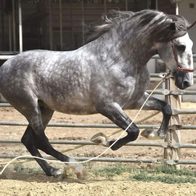 PRE Schimmel Allrounder cooler Charakter mit Röntgen / Angeritten, Post-Your-Horse.com (Caballoria S.L.), Konie na sprzedaż, Rafelguaraf, Image 9