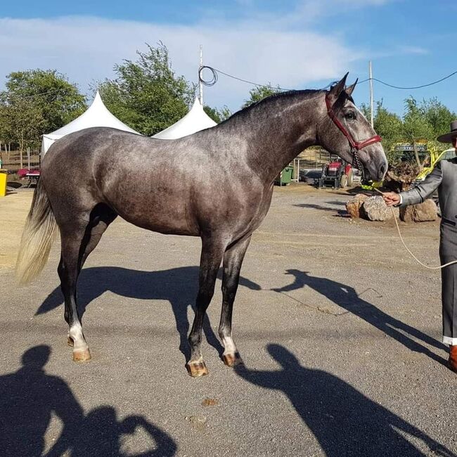 PRE Schimmel Allrounder cooler Charakter mit Röntgen / Angeritten, Post-Your-Horse.com (Caballoria S.L.), Pferd kaufen, Rafelguaraf, Abbildung 7