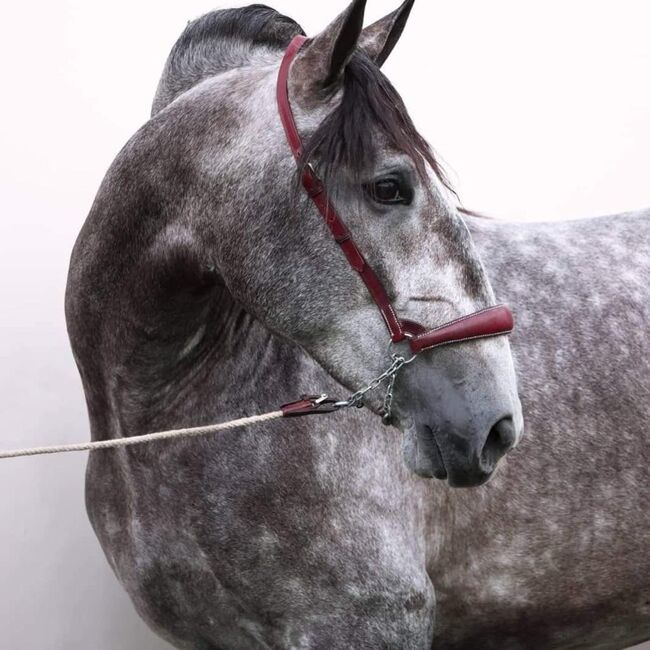 PRE Schimmel Allrounder cooler Charakter mit Röntgen / Angeritten, Post-Your-Horse.com (Caballoria S.L.), Pferd kaufen, Rafelguaraf, Abbildung 2