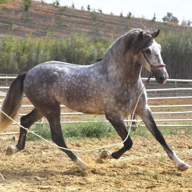 PRE Schimmel Allrounder cooler Charakter mit Röntgen / Angeritten, Post-Your-Horse.com (Caballoria S.L.), Pferd kaufen, Rafelguaraf, Abbildung 4