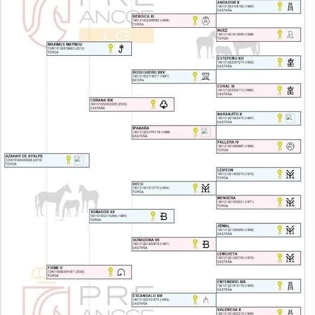 PRE Schimmel Allrounder cooler Charakter mit Röntgen / Angeritten, Post-Your-Horse.com (Caballoria S.L.), Pferd kaufen, Rafelguaraf, Abbildung 5