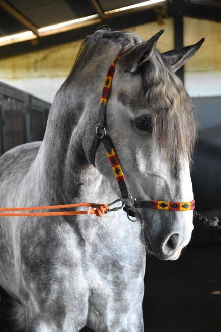 PRE Schimmel Allrounder cooler Charakter mit Röntgen / Angeritten, Post-Your-Horse.com (Caballoria S.L.), Pferd kaufen, Rafelguaraf