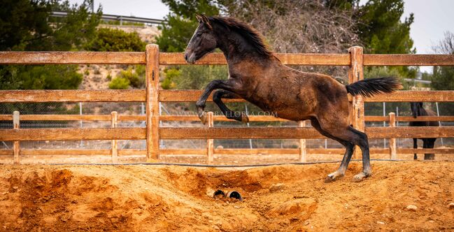 PRE schimmel Escalera / full papers, Post-Your-Horse.com (Caballoria S.L.), Horses For Sale, Rafelguaraf