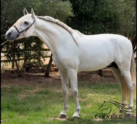 PRE Schimmelhengst - 3,5 Jahre alt - ca. 1.64 m, Thomas Adams (Caballos PRE), Pferd kaufen, Bell, Abbildung 3