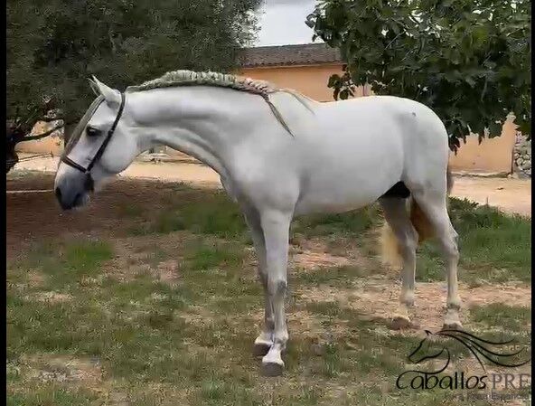 PRE Schimmelhengst - 3,5 Jahre alt - ca. 1.64 m, Thomas Adams (Caballos PRE), Pferd kaufen, Bell, Abbildung 5