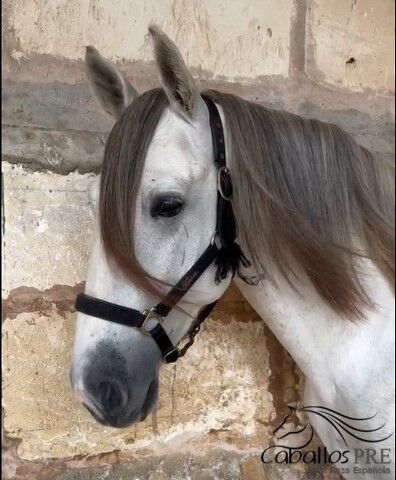 PRE Schimmelhengst - 3,5 Jahre alt - ca. 1.64 m, Thomas Adams (Caballos PRE), Horses For Sale, Bell, Image 2