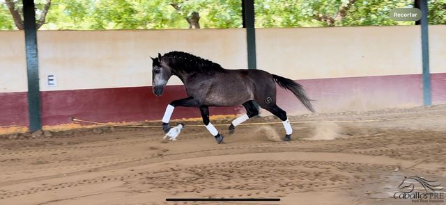 PRE Schimmelhengst - 4 jähr. - ca. 1.64 m - angeritten - Piro frei, Thomas Adams (Caballos PRE), Horses For Sale, Bell, Image 5