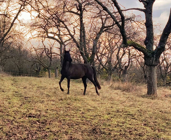 PRE Spanier Stute Traum in schwarz, Arlt, Horses For Sale, Ballenstedt , Image 3