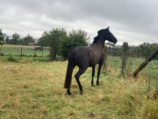 PRE Spanier Stute Traum in schwarz, Arlt, Horses For Sale, Ballenstedt , Image 8