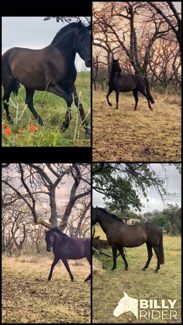 PRE Spanier Stute Traum in schwarz, Arlt, Horses For Sale, Ballenstedt , Image 10