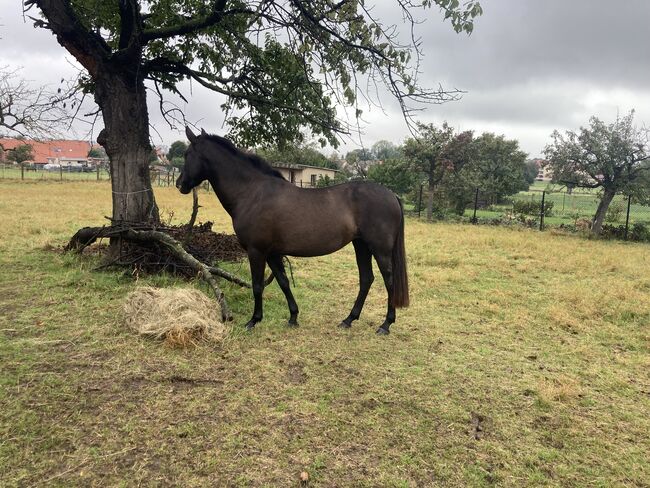 PRE Spanier Stute Traum in schwarz, Arlt, Horses For Sale, Ballenstedt , Image 5