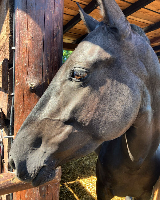 PRE Spanier Stute Traum in schwarz, Arlt, Horses For Sale, Ballenstedt , Image 2