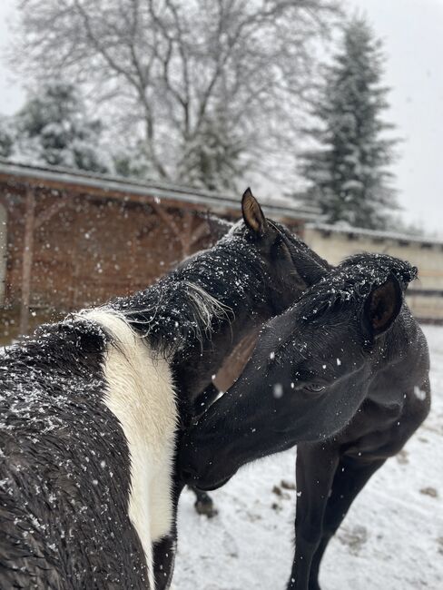 PRE Spanier Stute Traum in schwarz, Arlt, Horses For Sale, Ballenstedt , Image 9