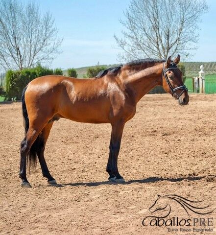 PRE Hengst - 2020 - ca. 1.62 m - sehr gut geritten, Thomas Adams (Caballos PRE), Horses For Sale, Bell