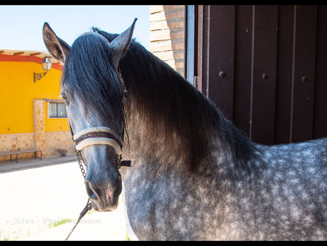 PRE Hengst Rarität, Melanie Manzl (Passion Barock), Horses For Sale, 6341, Image 5