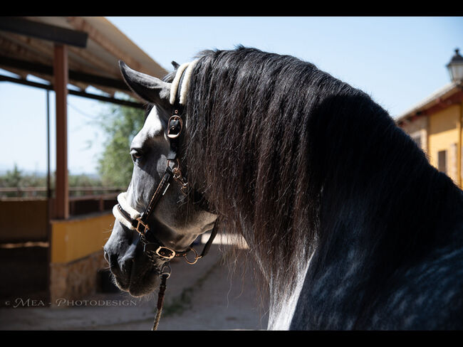 PRE Hengst Rarität, Melanie Manzl (Passion Barock), Horses For Sale, 6341, Image 7