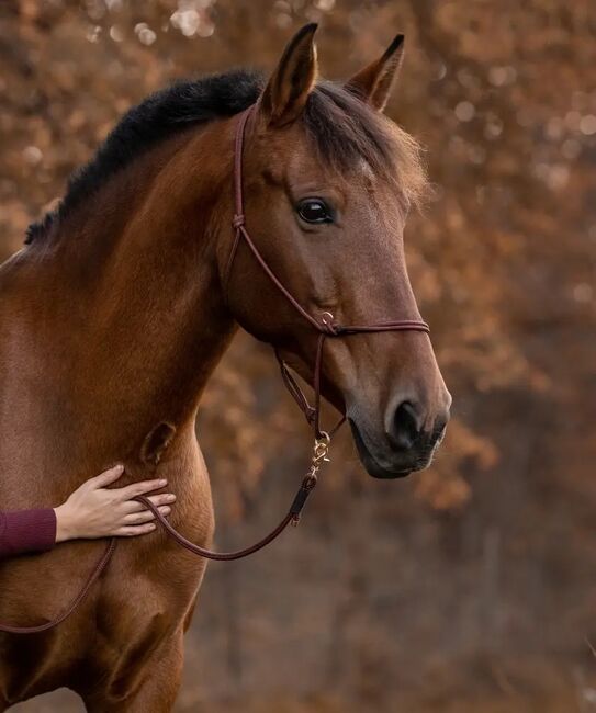 PRE-Stute 157cm, Conny, Horses For Sale, Geisenfeld