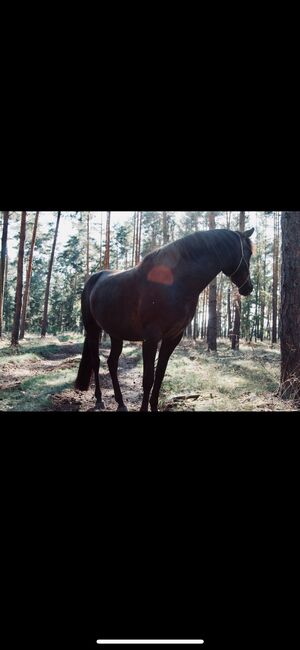 Pre Stute 6 Jahre Herzenspferd, Lisa, Horses For Sale, Berlin, Image 3