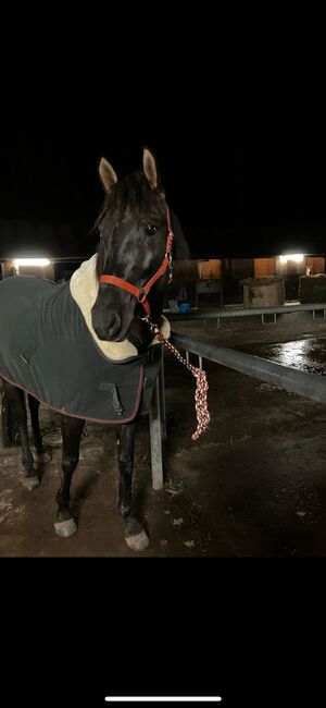 Pre Stute 6 Jahre Herzenspferd, Lisa, Horses For Sale, Berlin, Image 9