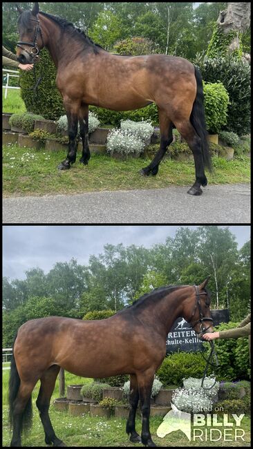 PRE Stute zum lieb haben, Vivien Schulte-Kellinghaus , Horses For Sale, Essen, Image 3