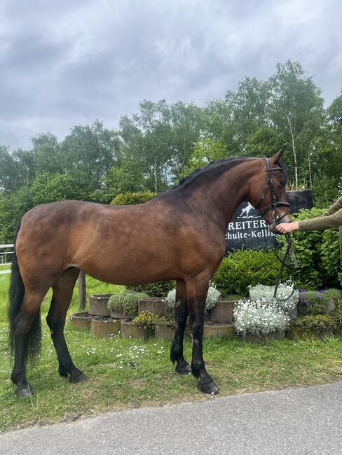 PRE Stute zum lieb haben, Vivien Schulte-Kellinghaus , Horses For Sale, Essen, Image 2