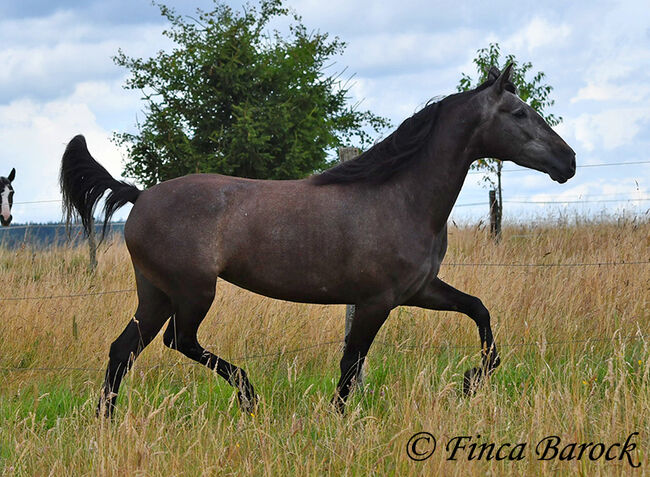 PRE, Stute, Schimmel, 162 cm, 5 Jahre, angeritten, Alex, Horses For Sale, wiebelsheim, Image 4