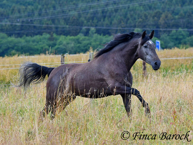 PRE, Stute, Schimmel, 162 cm, 5 Jahre, angeritten, Alex, Horses For Sale, wiebelsheim, Image 13